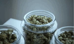 Cannabis is fun, but what else can it do for our health?