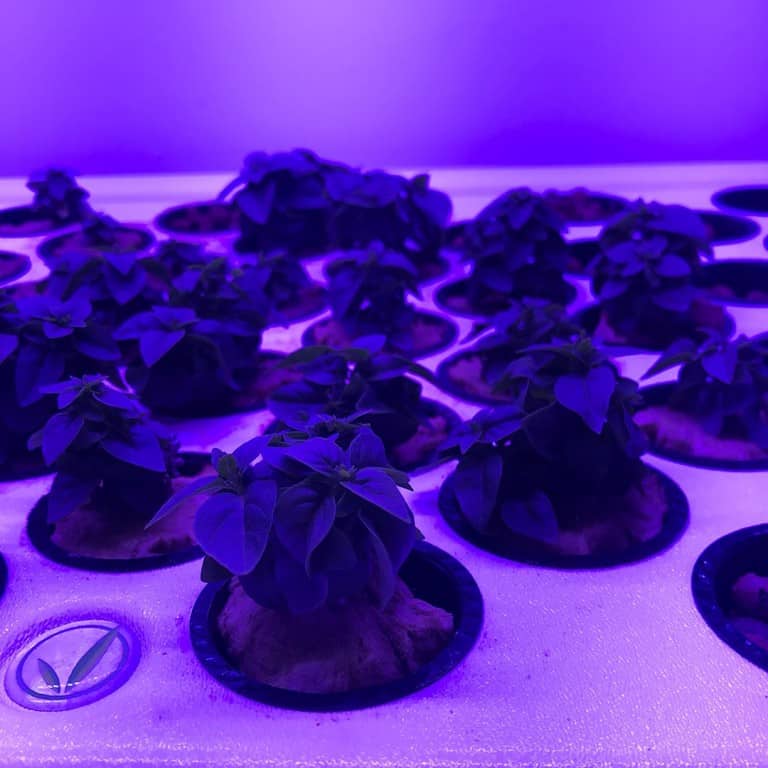 best supercloset grow cabinets