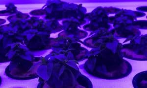 Supercloset Automated Grow Cabinets Reviewed