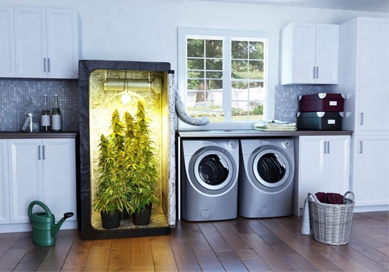 how to grow cannabis in home beginners