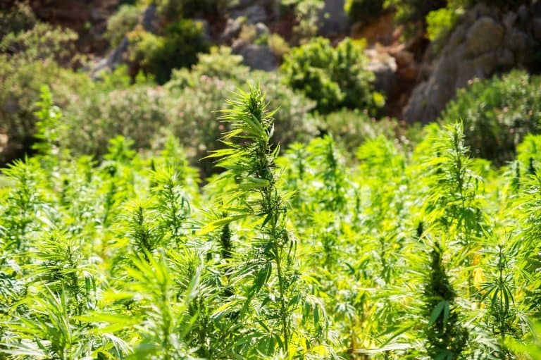 home marijuana cultivation