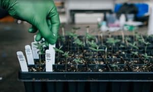 Phylos Bioscience: Cutting Through the Confusion