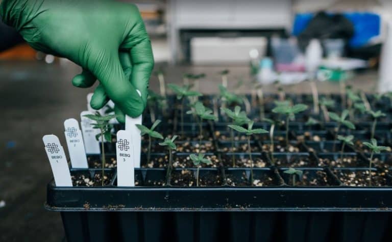 cannabis genotyping phylos