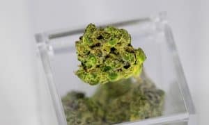 Hemp Oil Comparison: CBD vs CBN vs CBG Oil