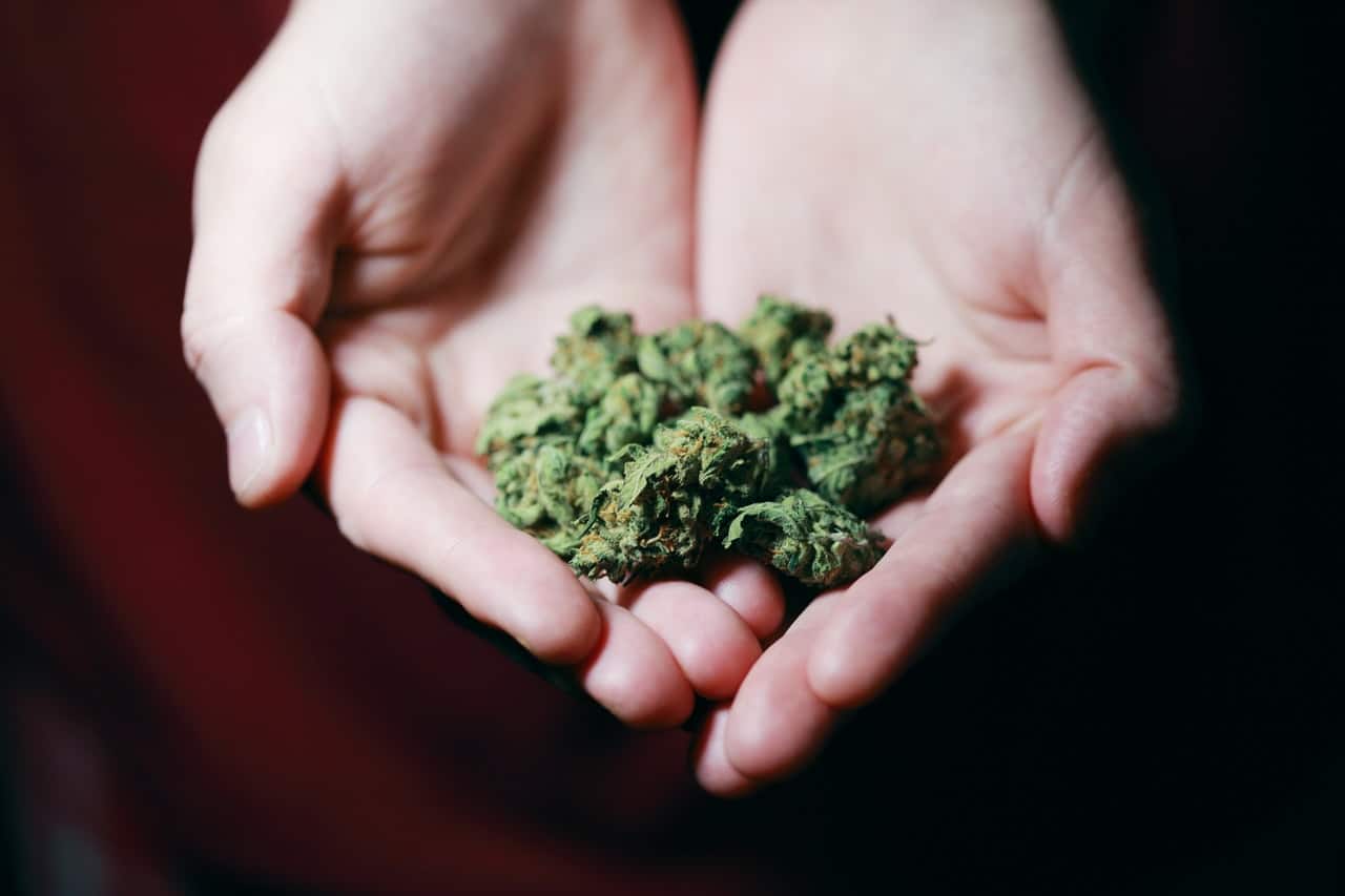 bud trimmers compared