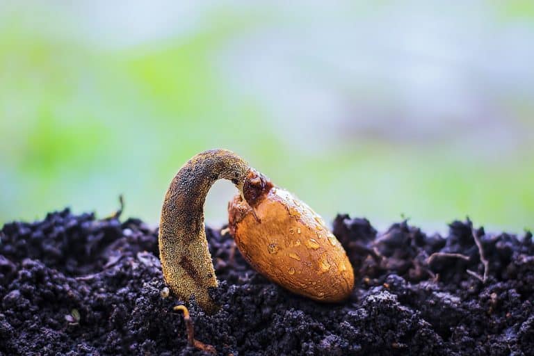 best ways to learn cannabis cultivation