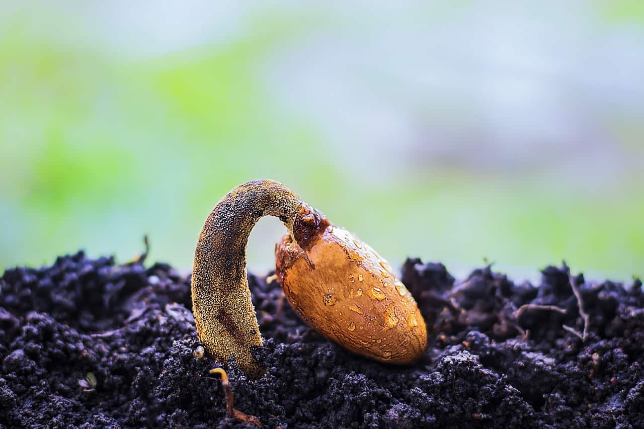 best ways to learn cannabis cultivation