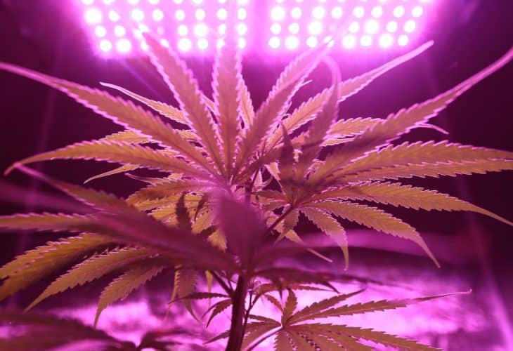 Best Small Grow Tents For Easy Micro Home Grow Operations