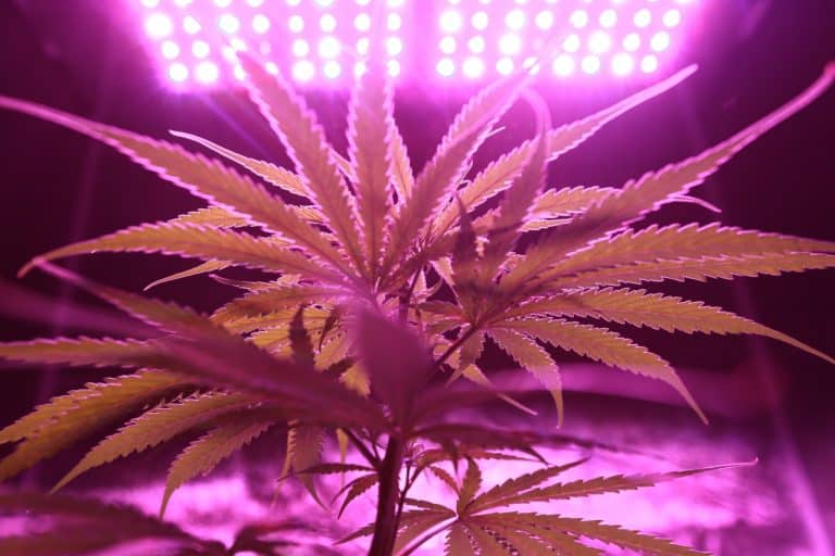 compact indoor grow tents