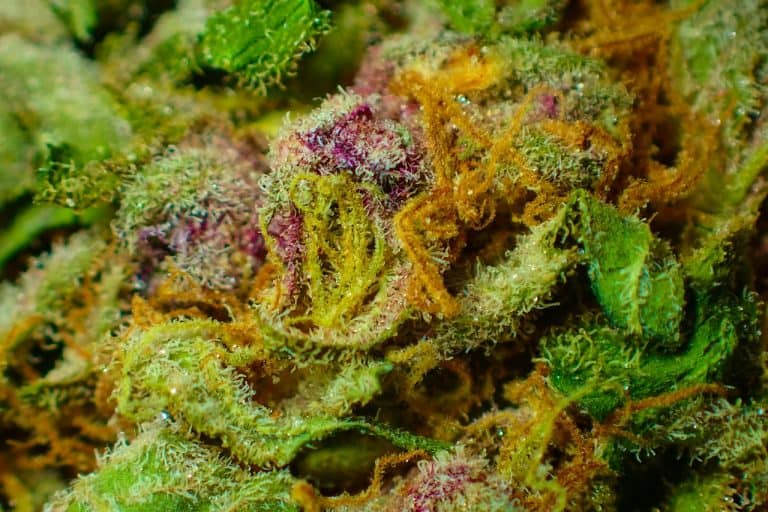 THC measuring solutions