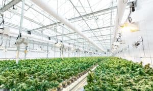 Open vs Closed Loop Grow Rooms: Which Setup Is Superior?