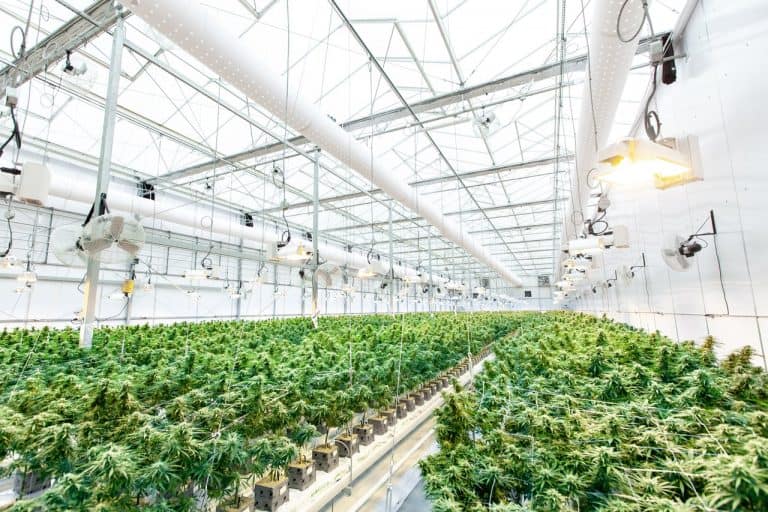 open vs closed loop grow rooms