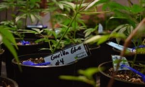 Autoflowering vs Feminized Seeds: Which Is Best for You?