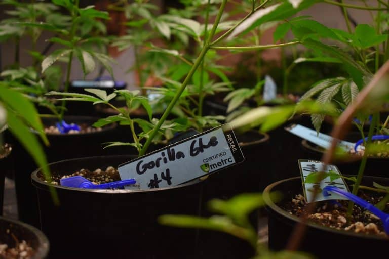 autoflower vs feminized seeds