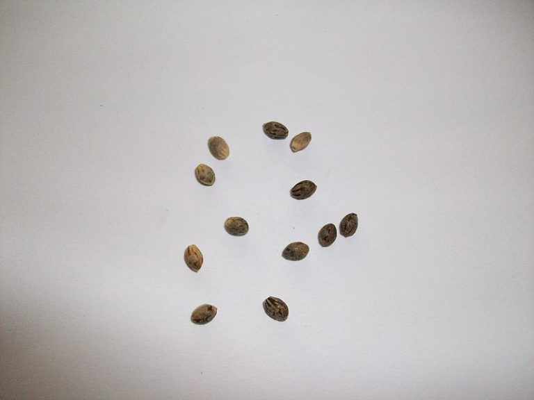 reliable cannabis seed source