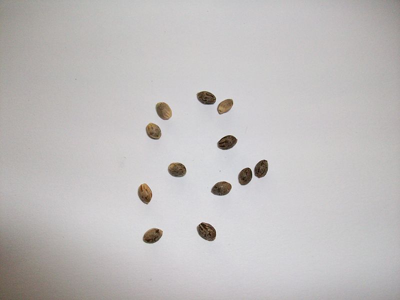 reliable cannabis seed source