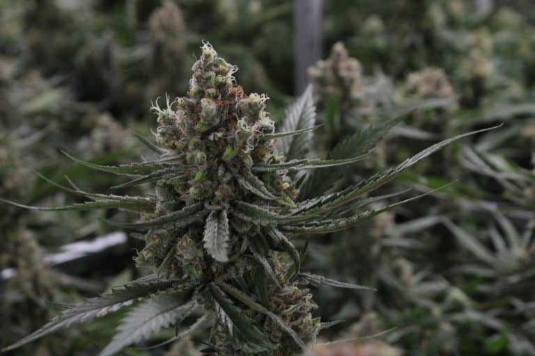 marijuana trichomes 101