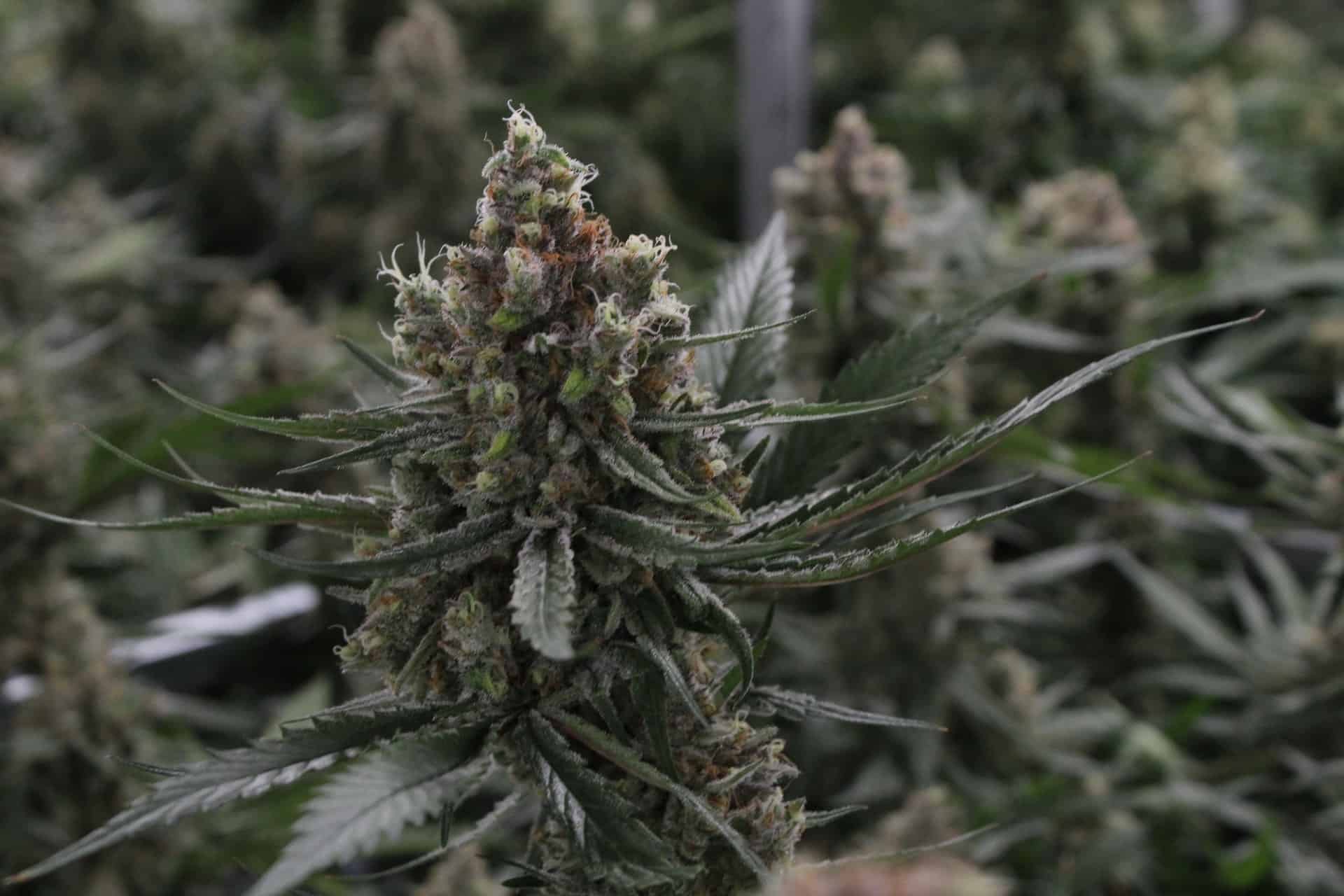 marijuana trichomes 101
