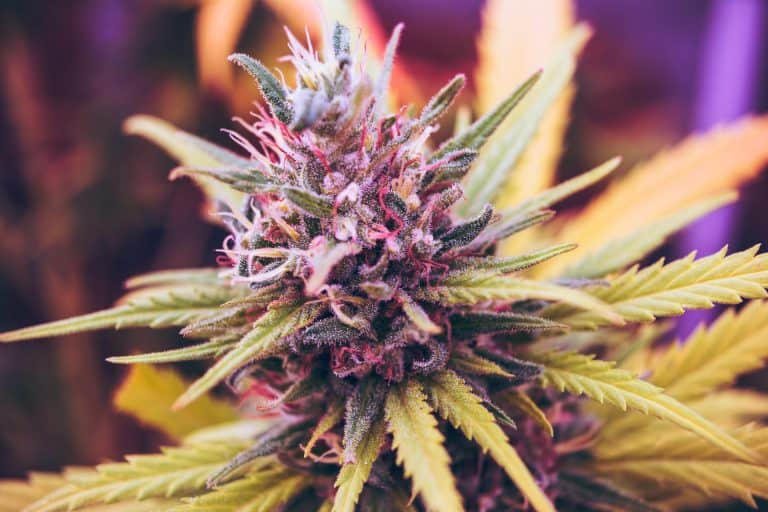 medical marijuana card how to