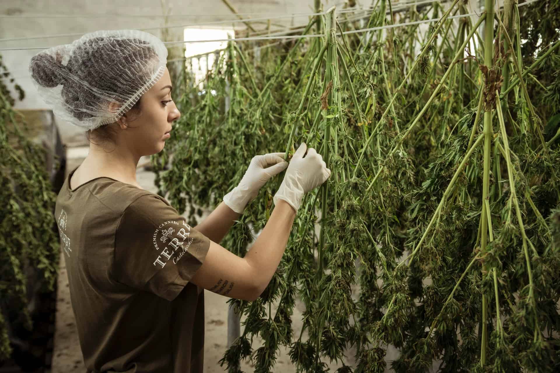 curing methods compared