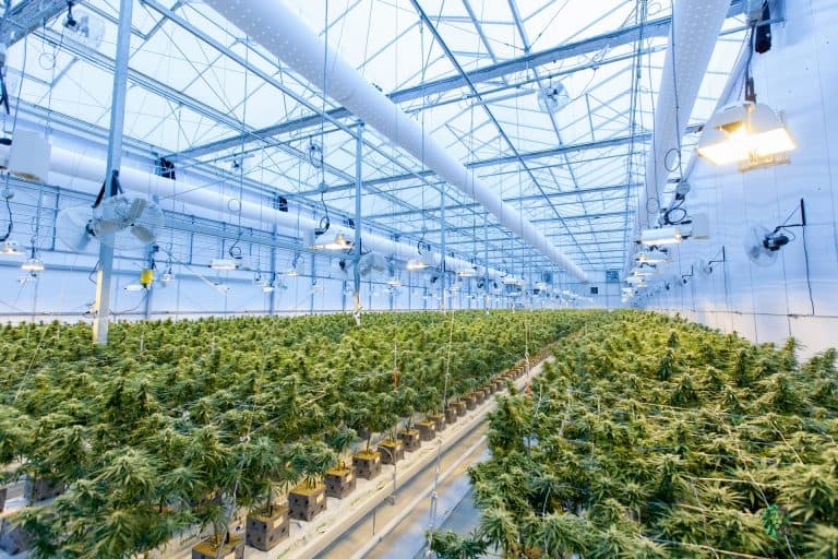 low stress training cannabis plants