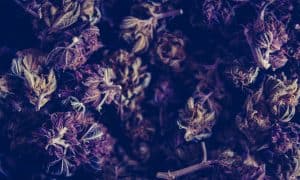 Why Some Cannabis Is Purple & Why It’s Frickin Awesome