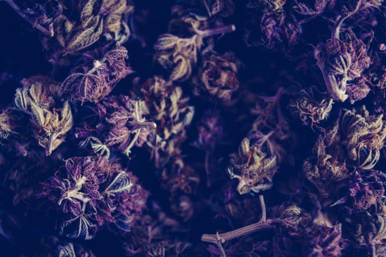 best purple weed