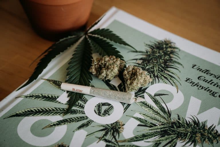 indica vs sativa vs hybrids
