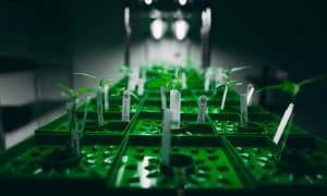 Cannabis Plant Nutrition Compared: Synthetic vs Organic