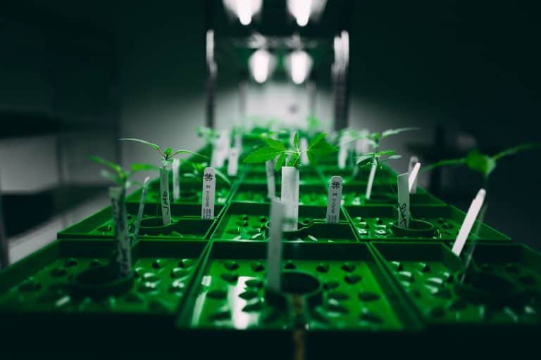 synthetic vs organic nutrients