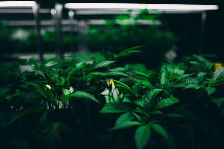 best types of grow lights explained