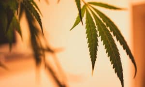 History and Overview of Marley Natural Brand