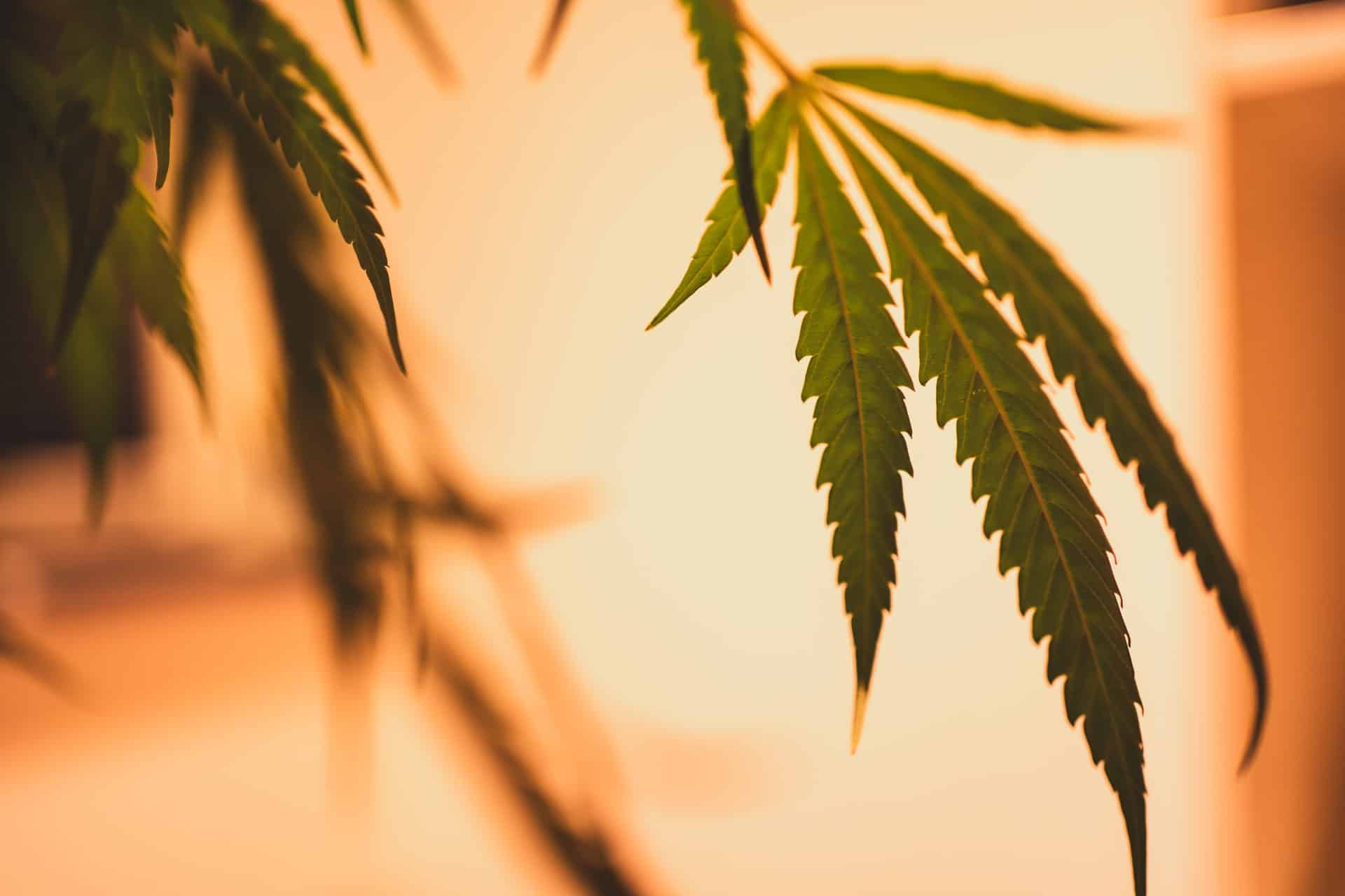 marley naturals review