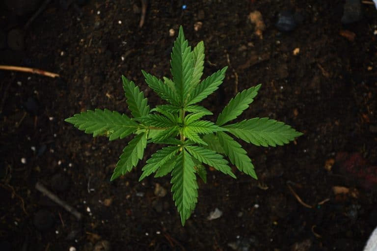 guide to organic weed