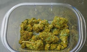 How to Trim Weed: The Ultimate Guide