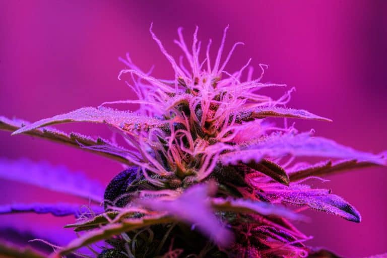 maximize strain flavor