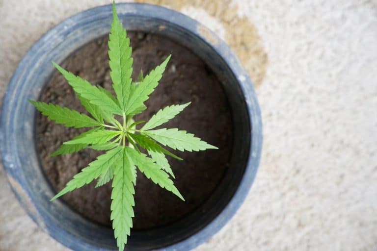 best complete grow kits for weed