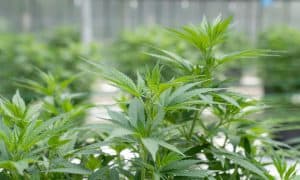 How to Extract CBD from Hemp Plants