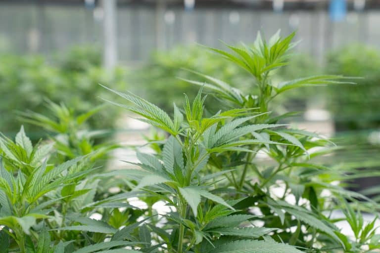how to extract CBD