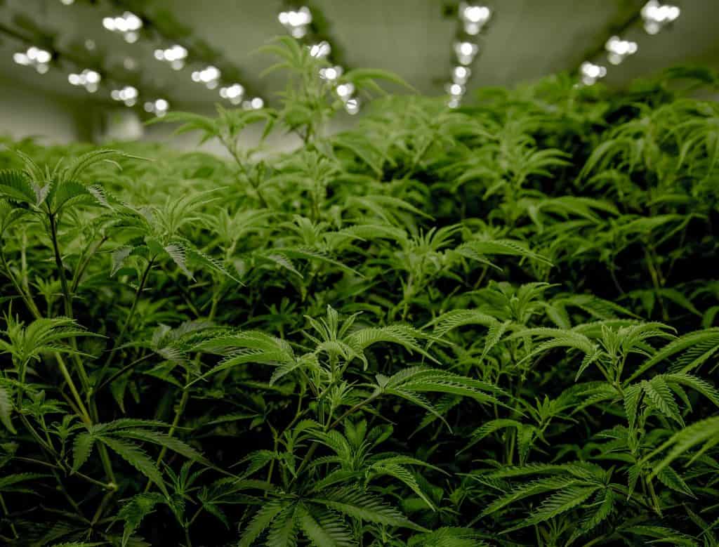 What Is The Sea Of Green Method And Why You Should Try It