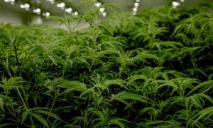 What is the Sea of Green Method and Why You Should Try It