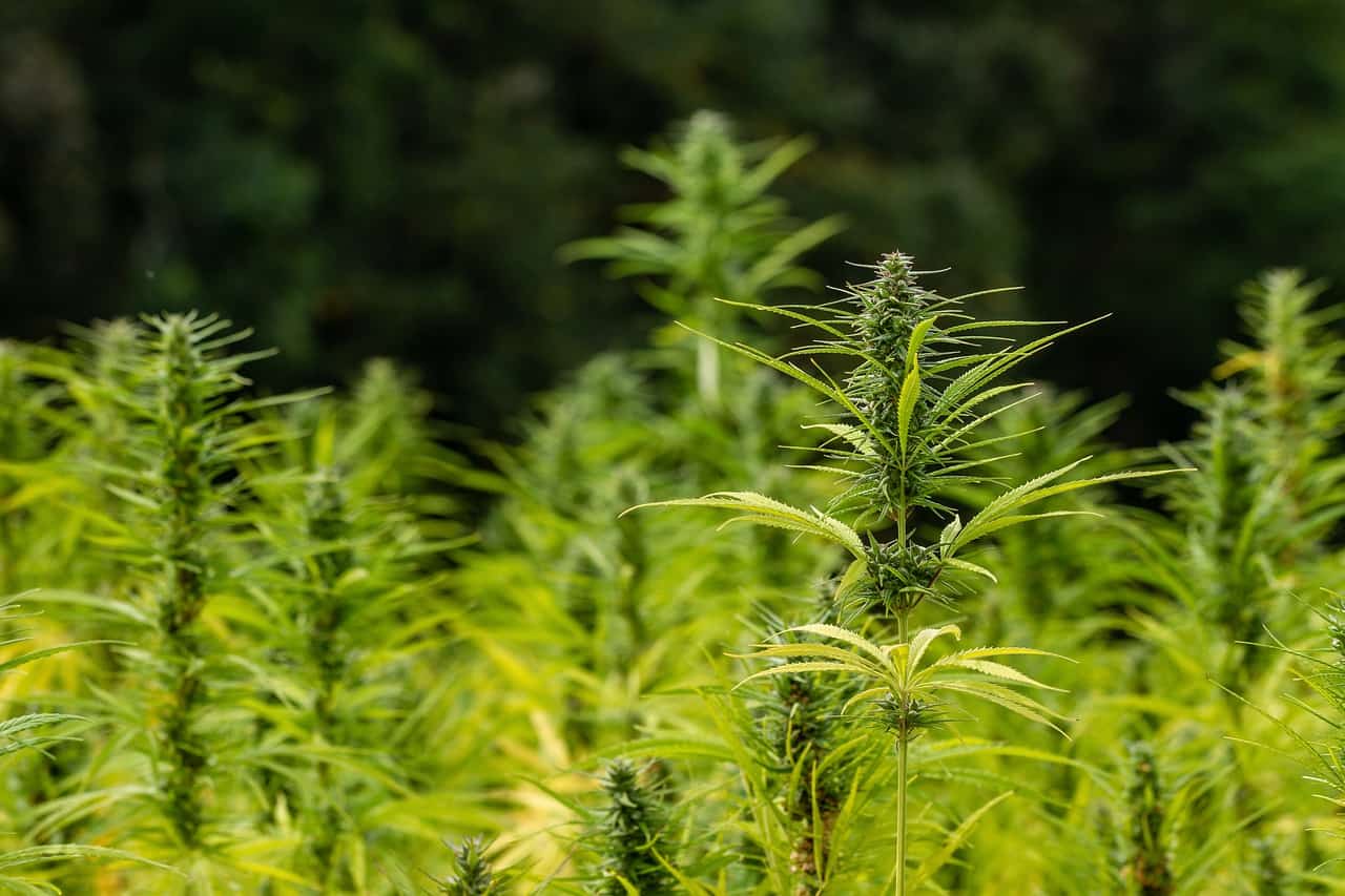 indoor vs outdoor weed
