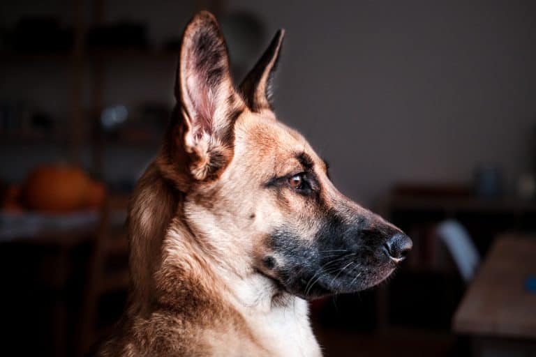 what can drug dogs smell