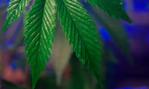 The Best 5×5 Grow Tent for Compact Home Growing