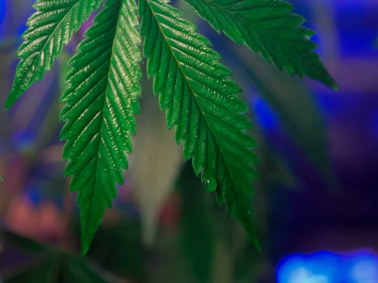 5x5 grow tent