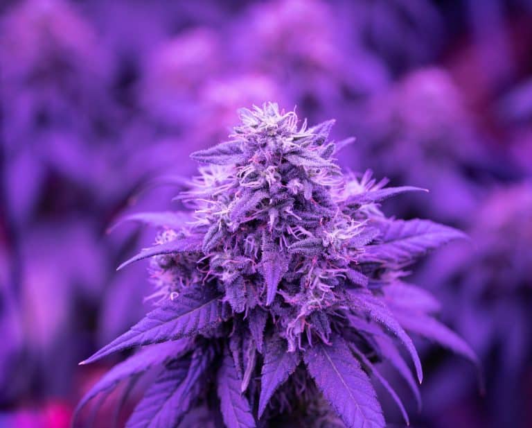 best grow tent heaters