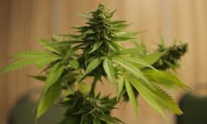 Growth and Popularity of Cannabis & Hemp Bouquets Explained