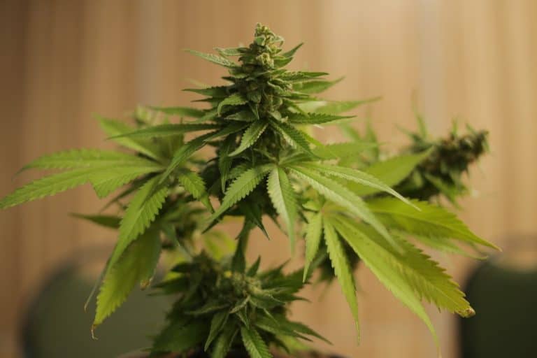 cannabis bouquets