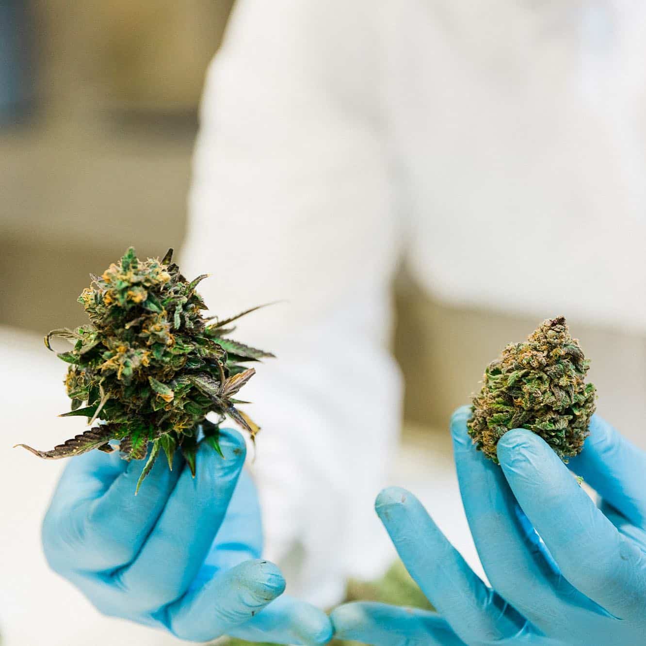 Machine Trimmed Vs Hand Trimmed Cannabis Flower