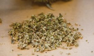 Best Premium Quality Cannabis Hand Grinders